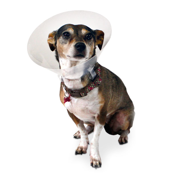 EickColl halskraver til hunde og katte str. 1